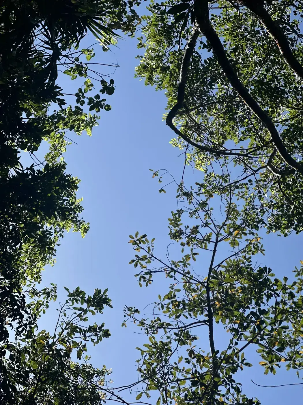 La selva de Omaya contra el cielo
