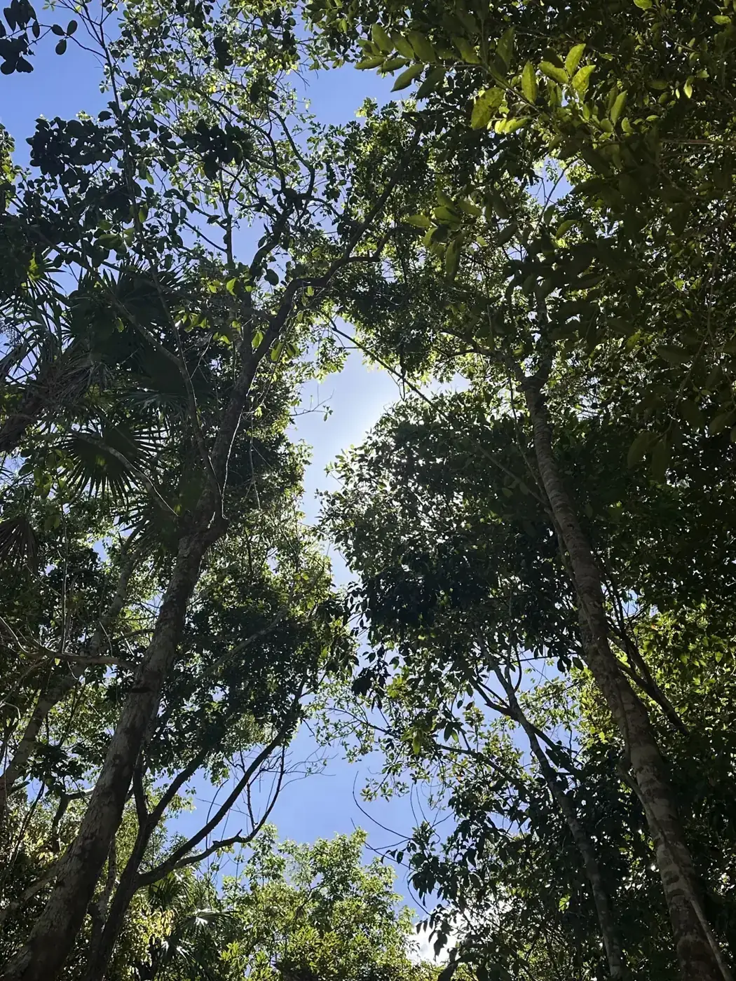 La selva que rodea el santuario